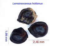 Lemaireocereus hollianus RMSD(DR).jpg